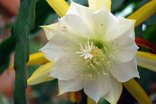 (image for) Epiphyllum Seeds [Orchid Cactus] \'Laui\' 5 Seeds